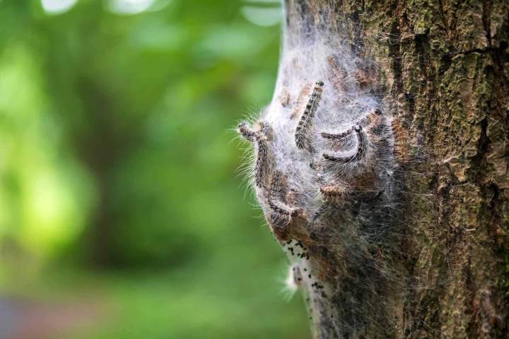 Éradication sécurisée des nuisibles urticants de vos arbres