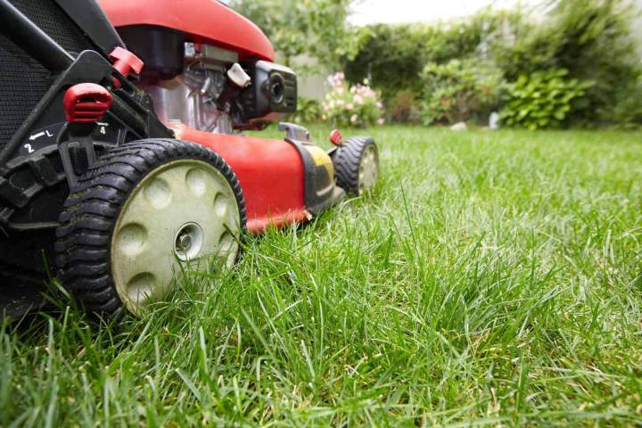 Un gazon verdoyant et entretenu sans aucun effort
