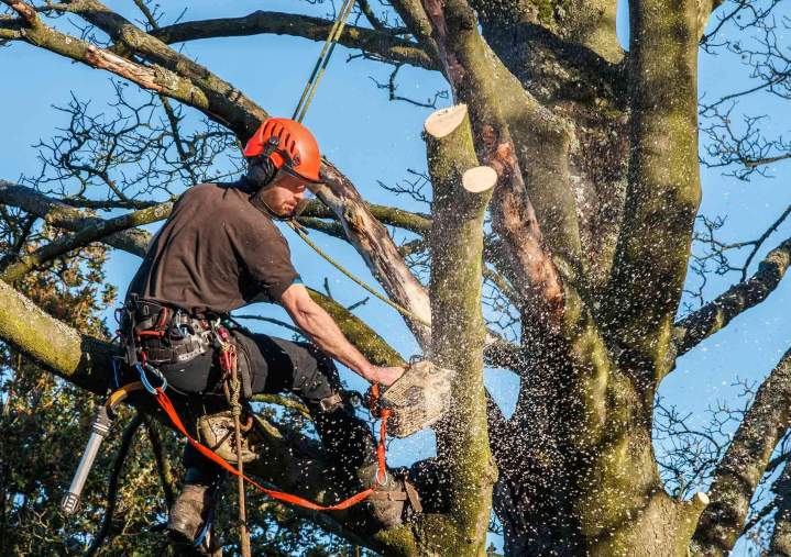 Entretien sécurisé de vos arbres