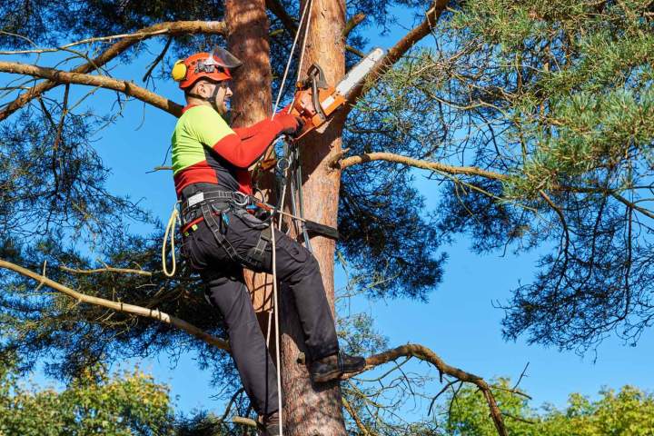 Grimpeur élagueur arboriste grimpeur Clermont-Ferrand